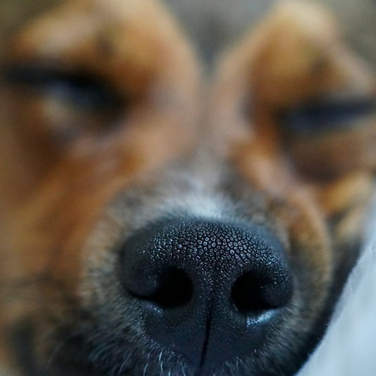 a close up of a dog's nose and nose