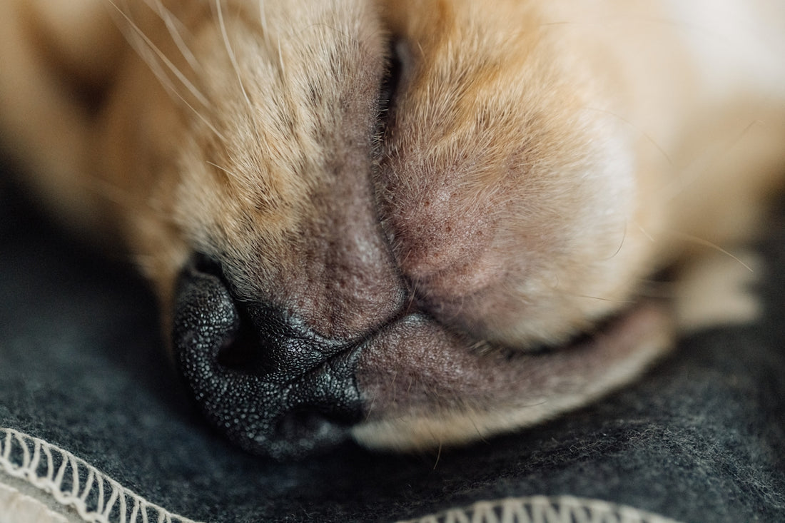 Close-up of a sleeping dog's nose.